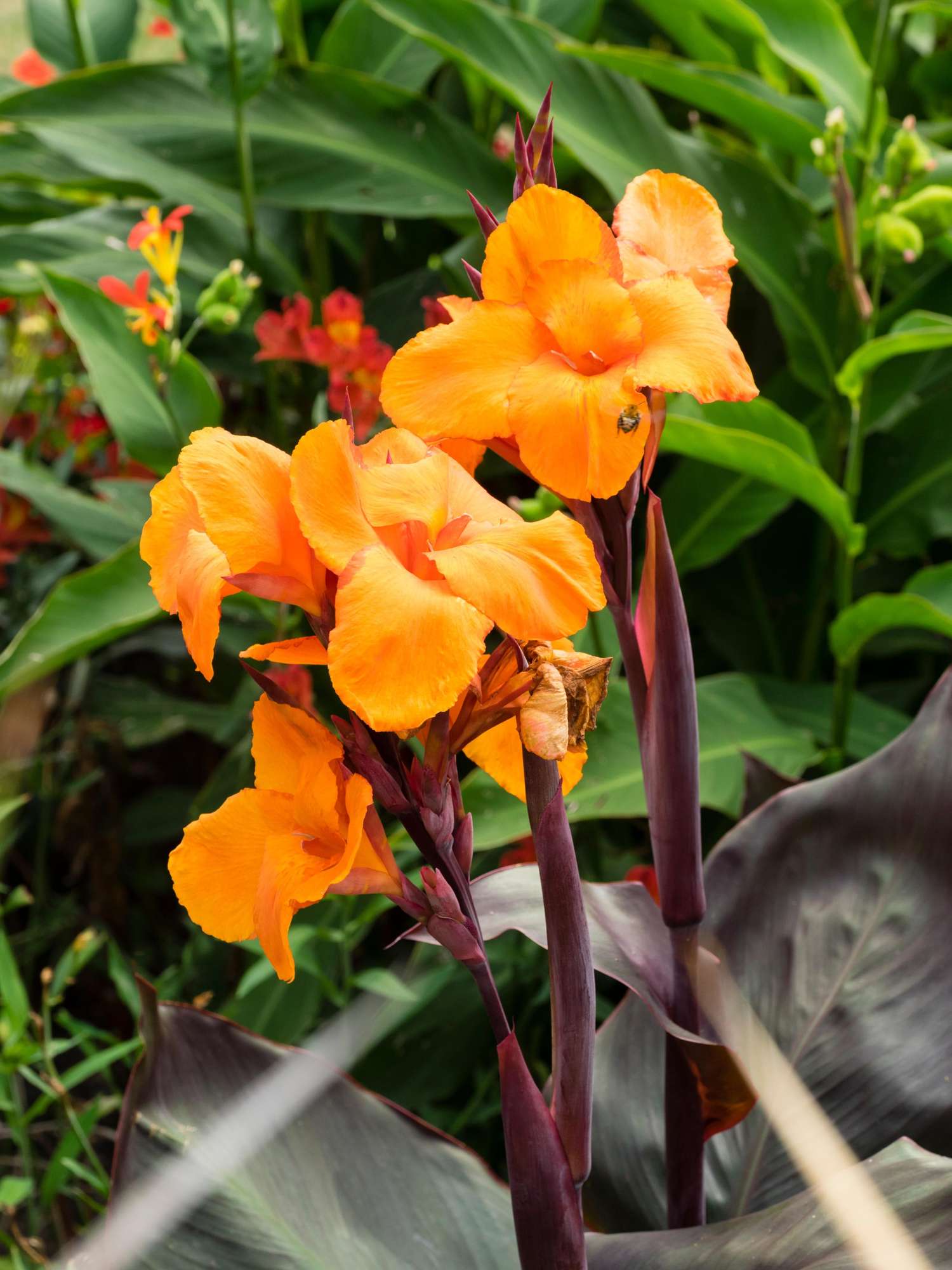 Canna ‘Wyoming’